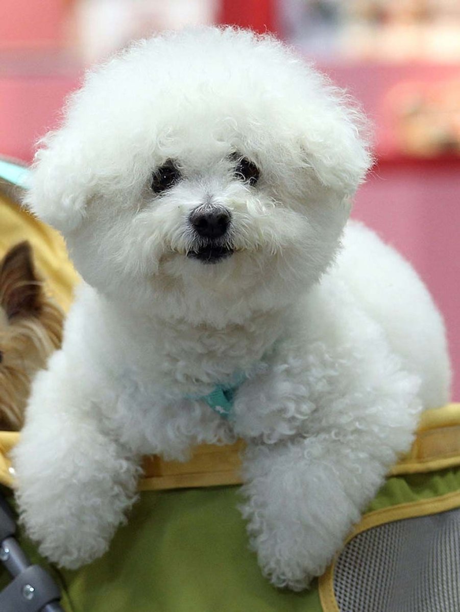 Китайский щенок белый