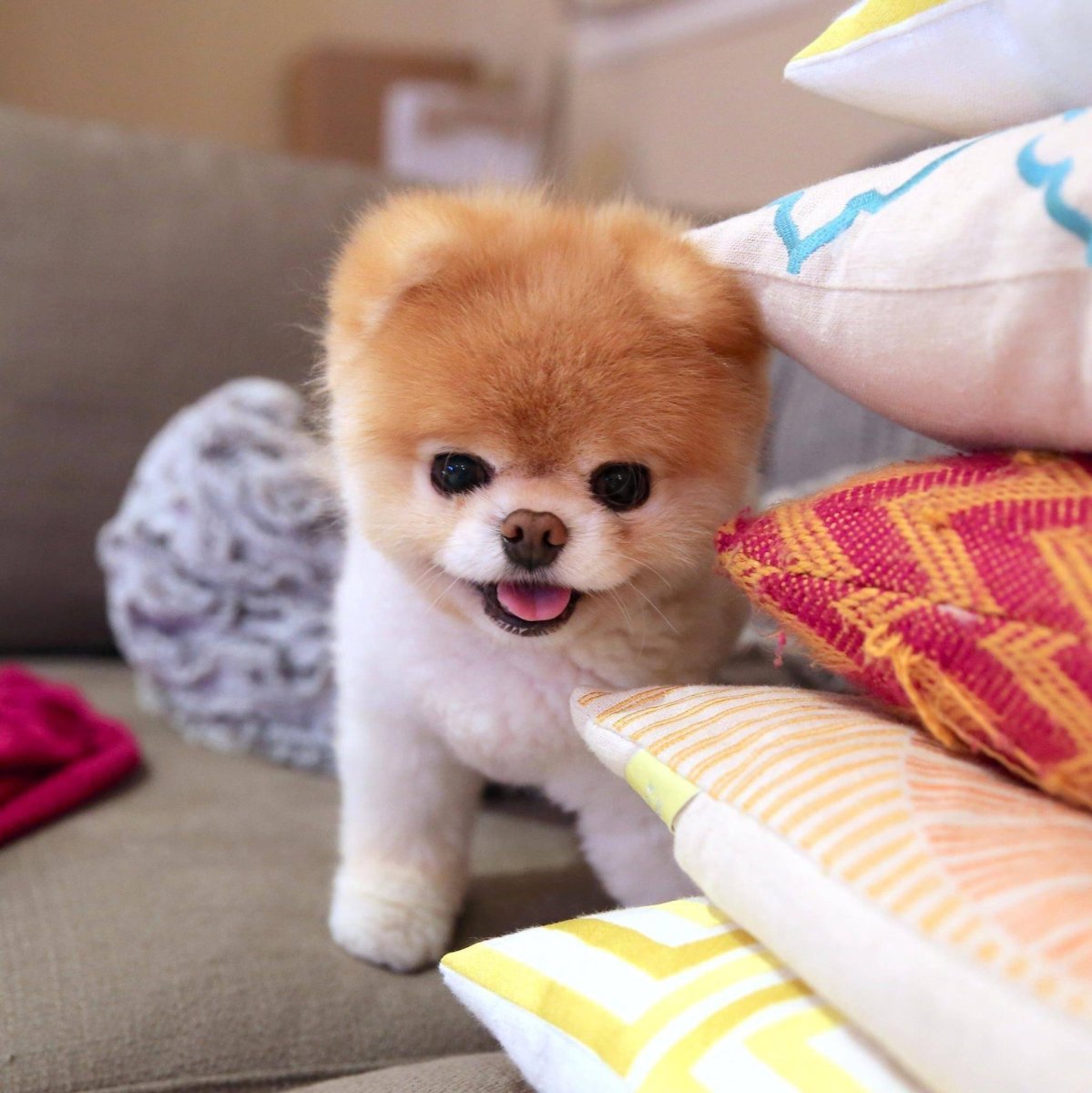 Померанский шпиц БОО щенок