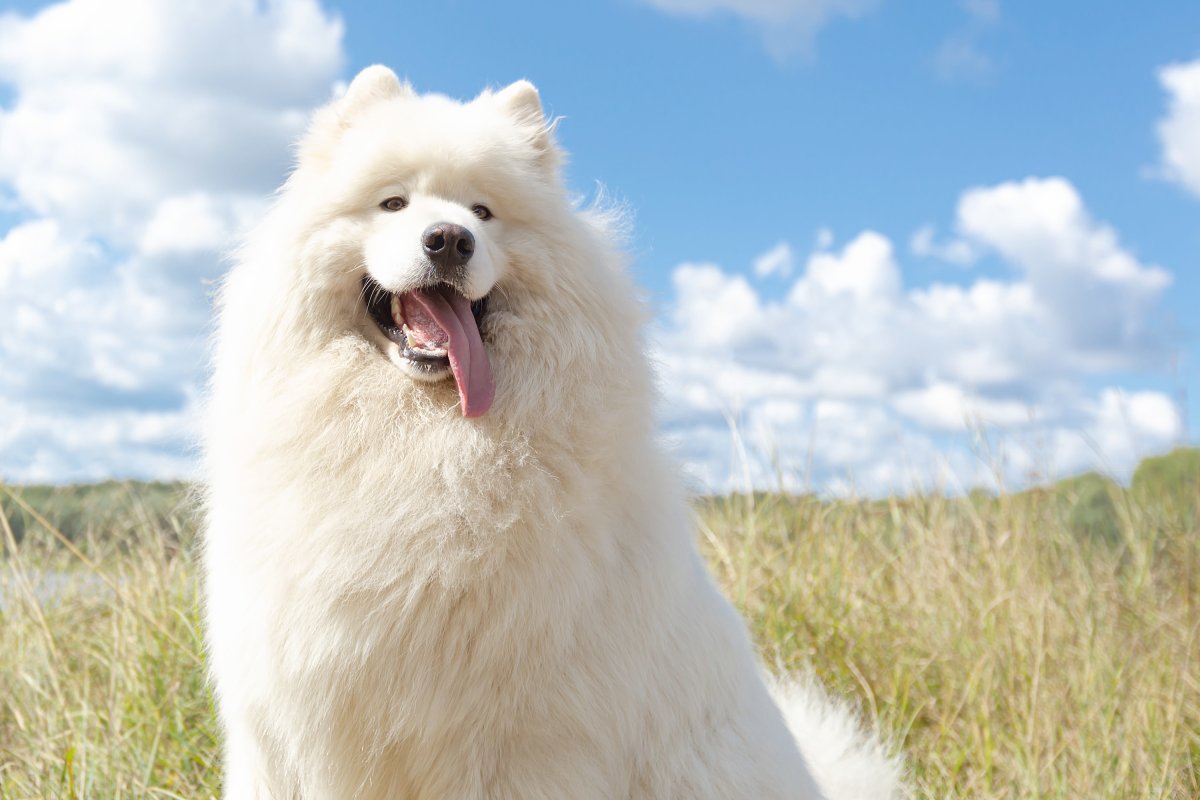 Big White fluffy Dog футболка