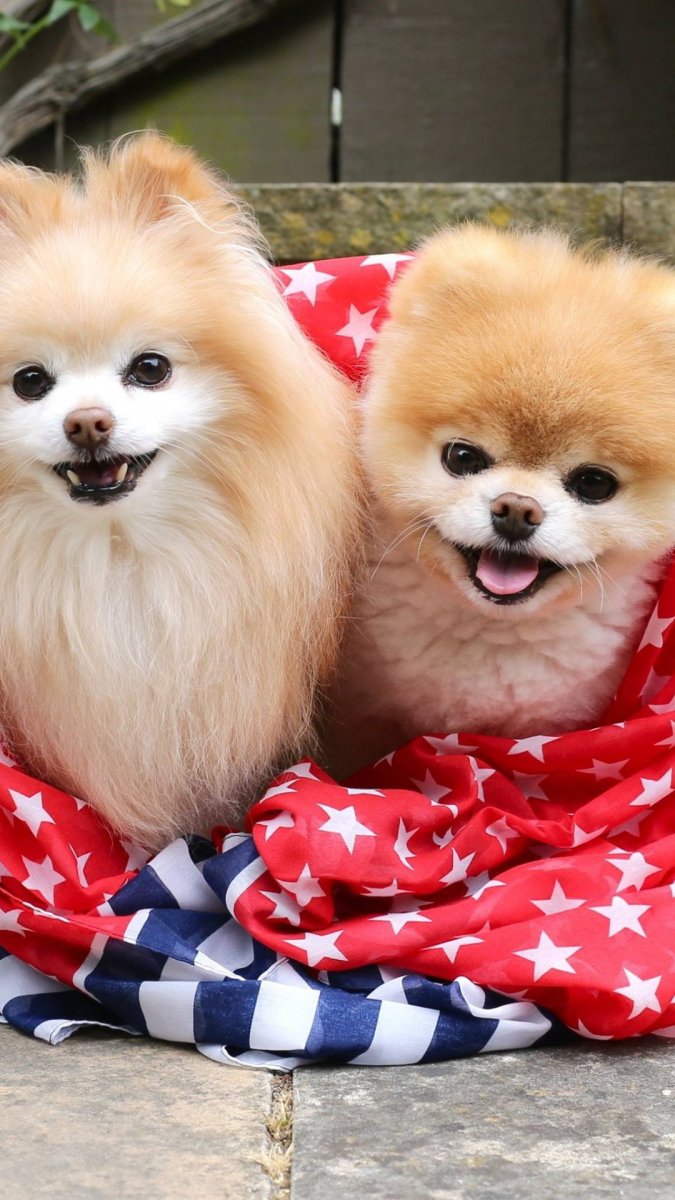 Померанский шпиц корейский