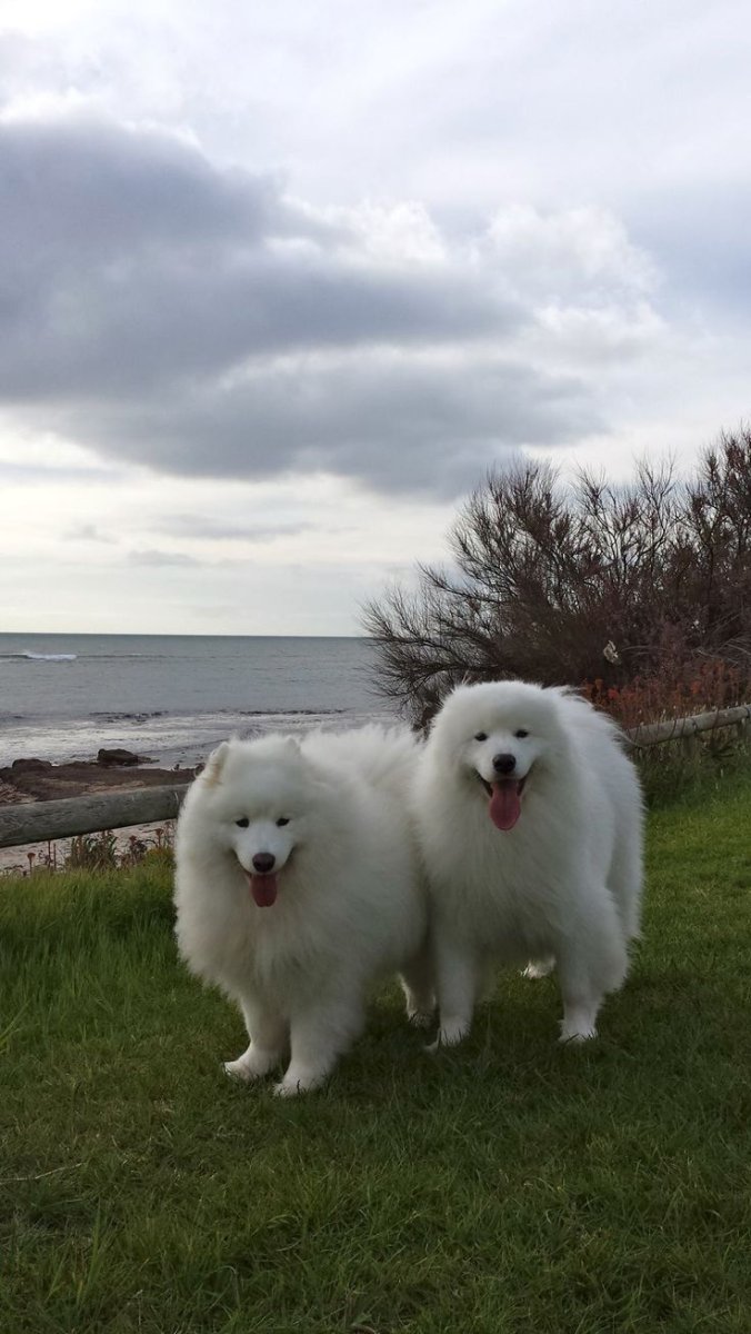 Самоедская собака щенки