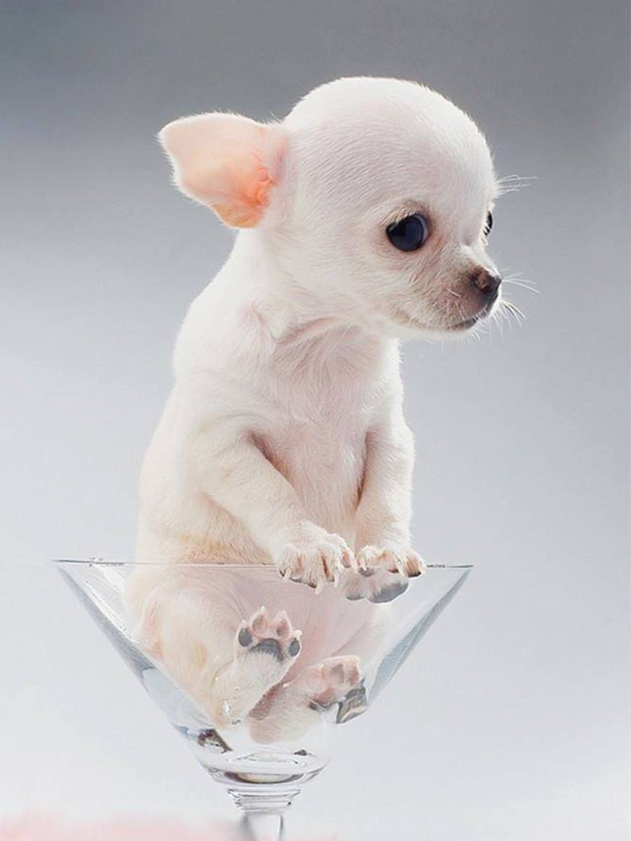 Чихуахуа мини пучеглазые