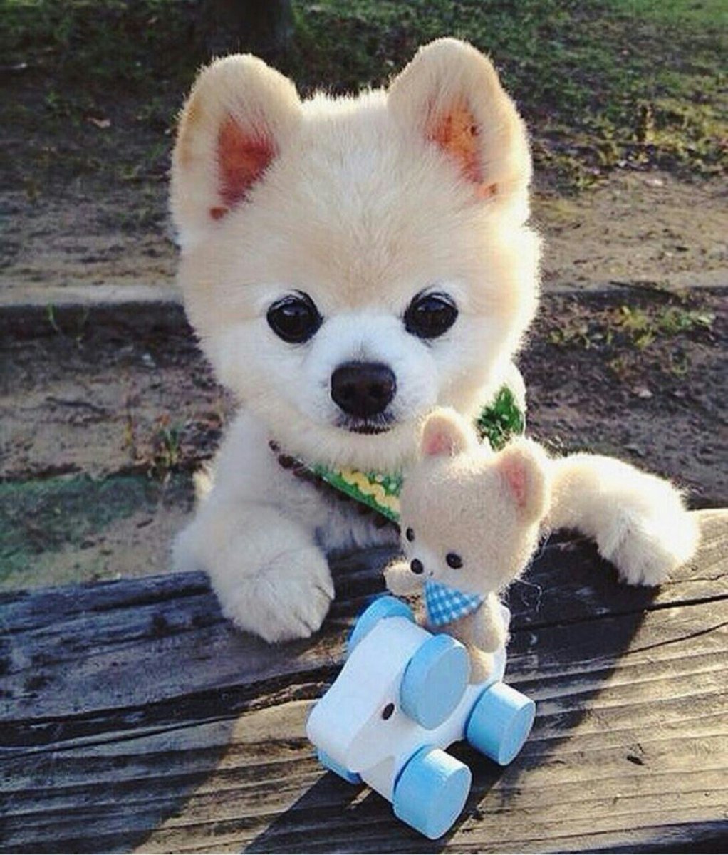 Шпиц Шунсуке белый