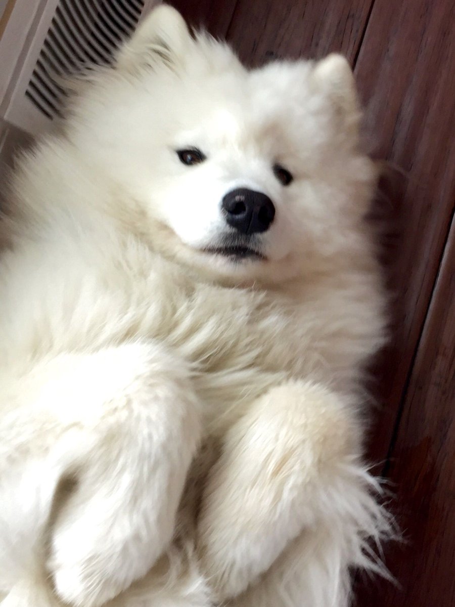 Карликовый самоед