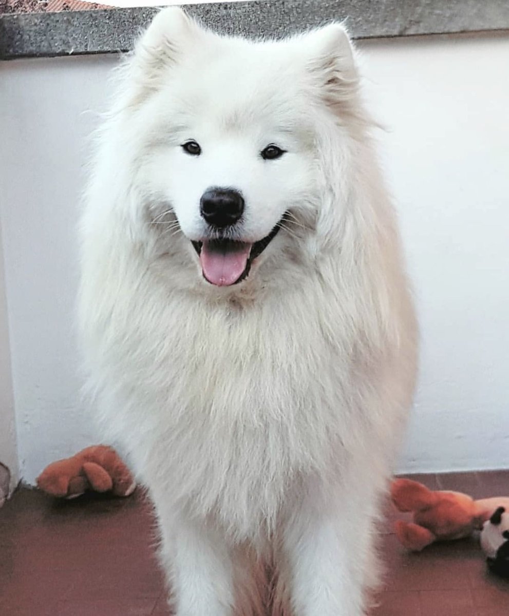 Хаски самоед