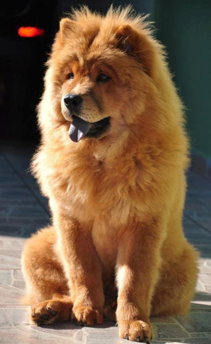 Щенки породы чау чау