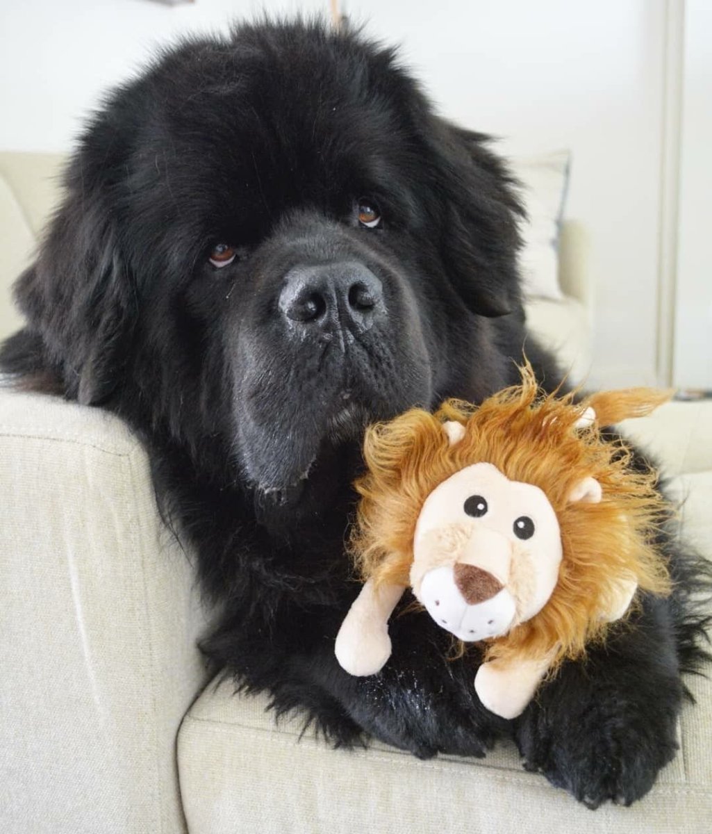 Дог мастиф Пекинес ньюфаундленд