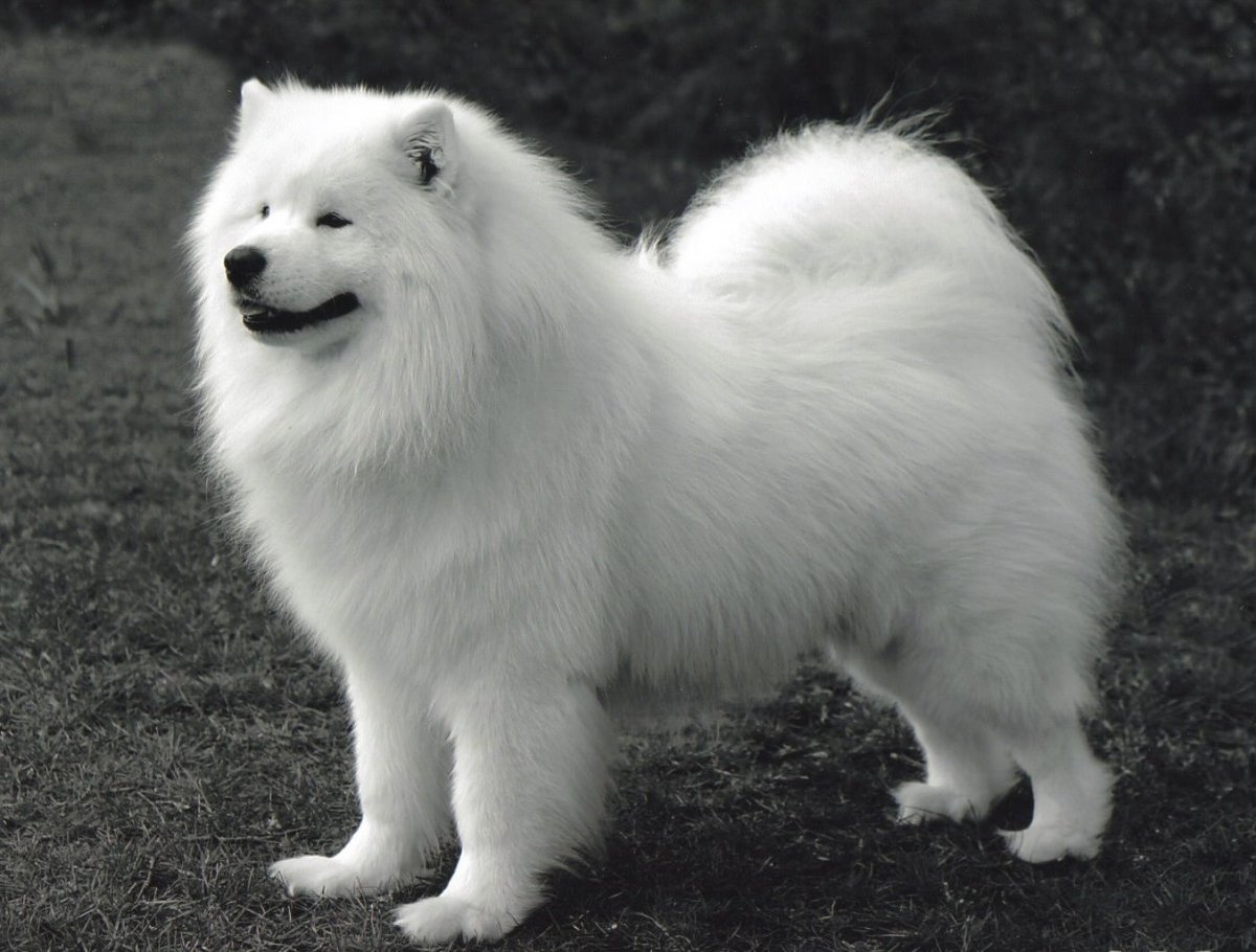 Самоед белый