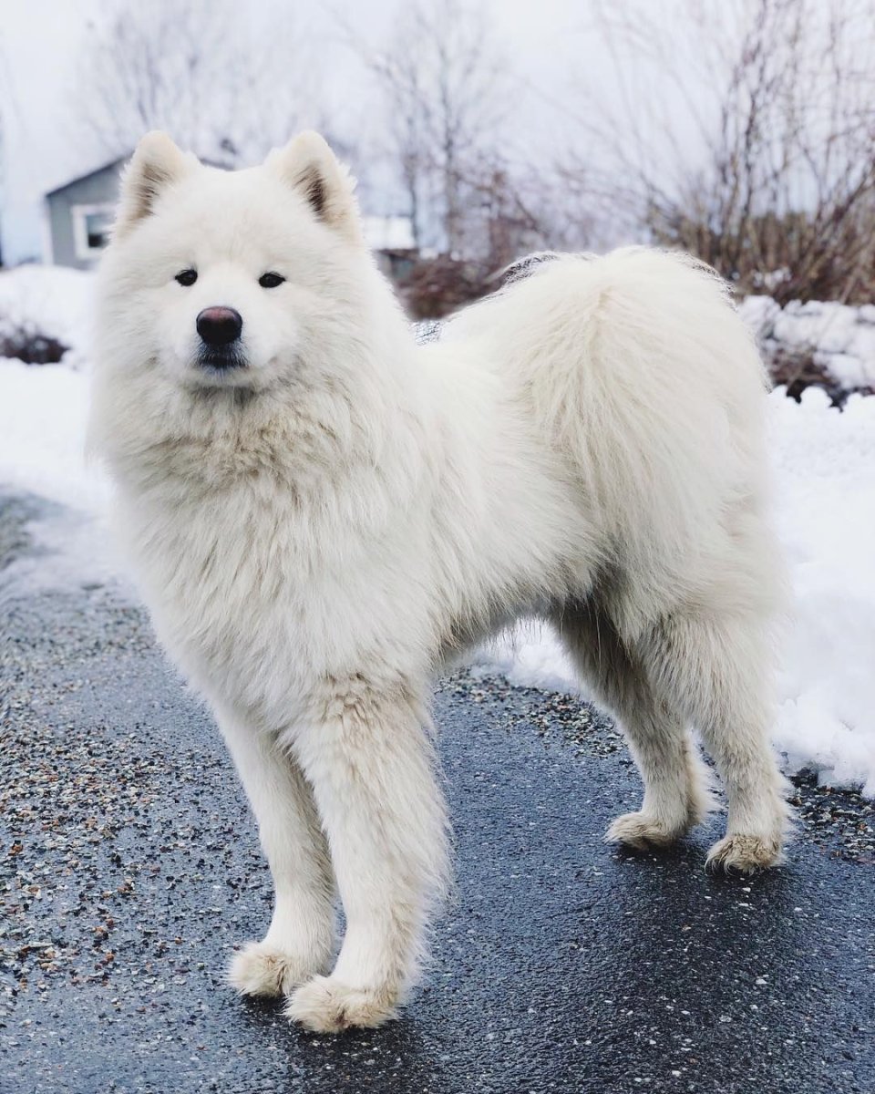Тибетский самоед