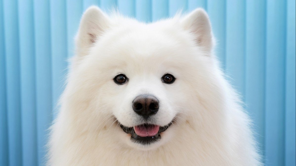 Канадский самоед