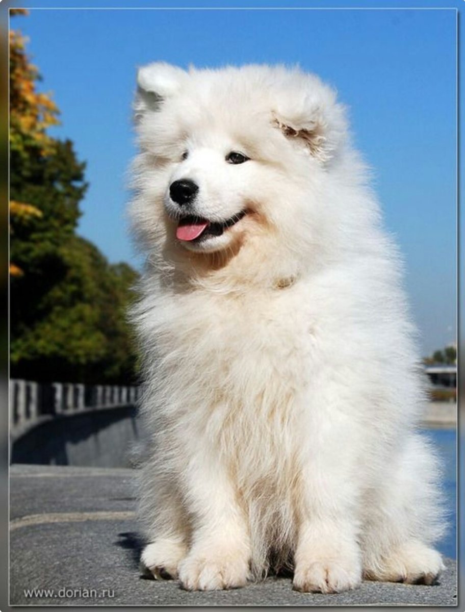 Маламут хаски самоед