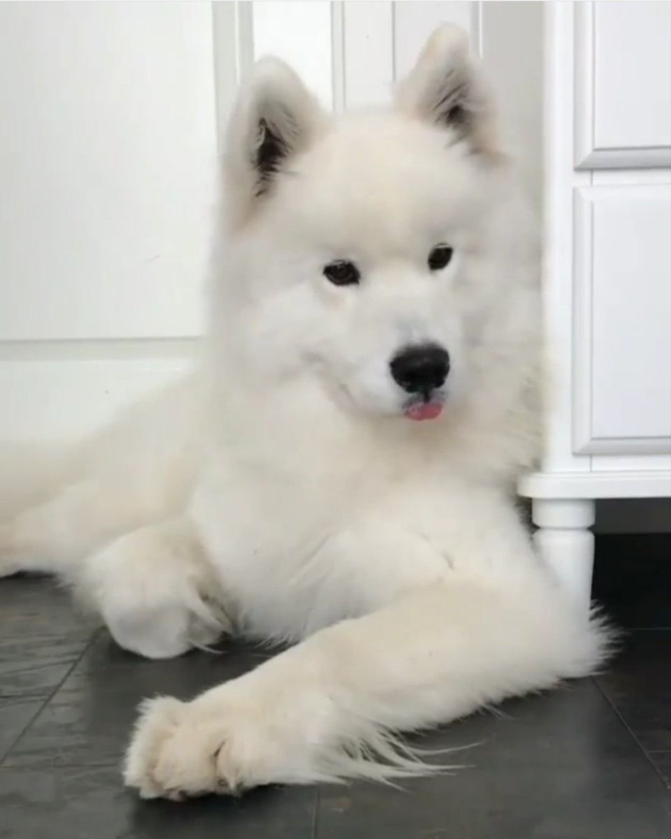 Хаски самоед