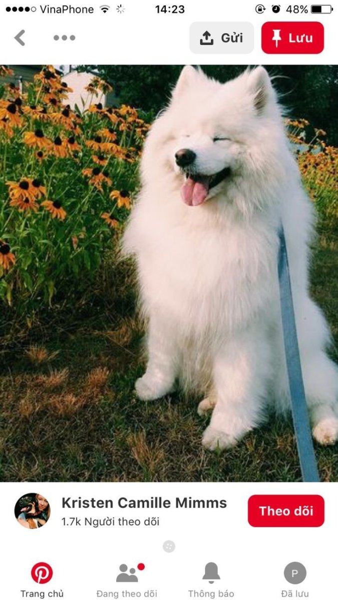 Арктический шпиц самоед