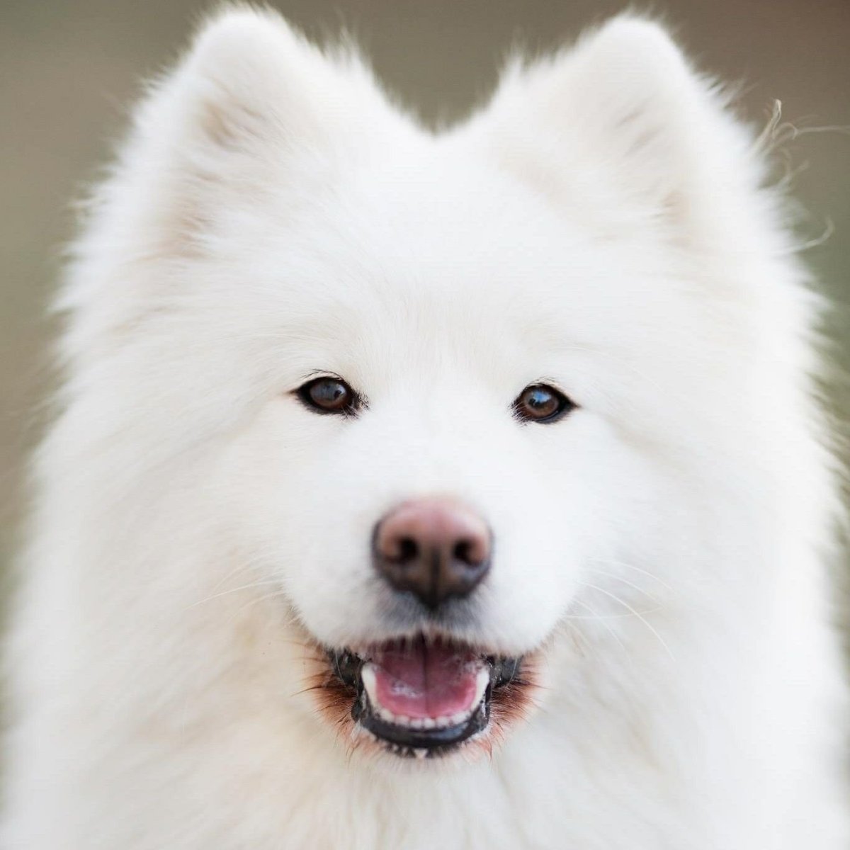 Самоед собака