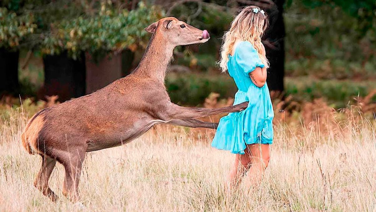 Радостный олень