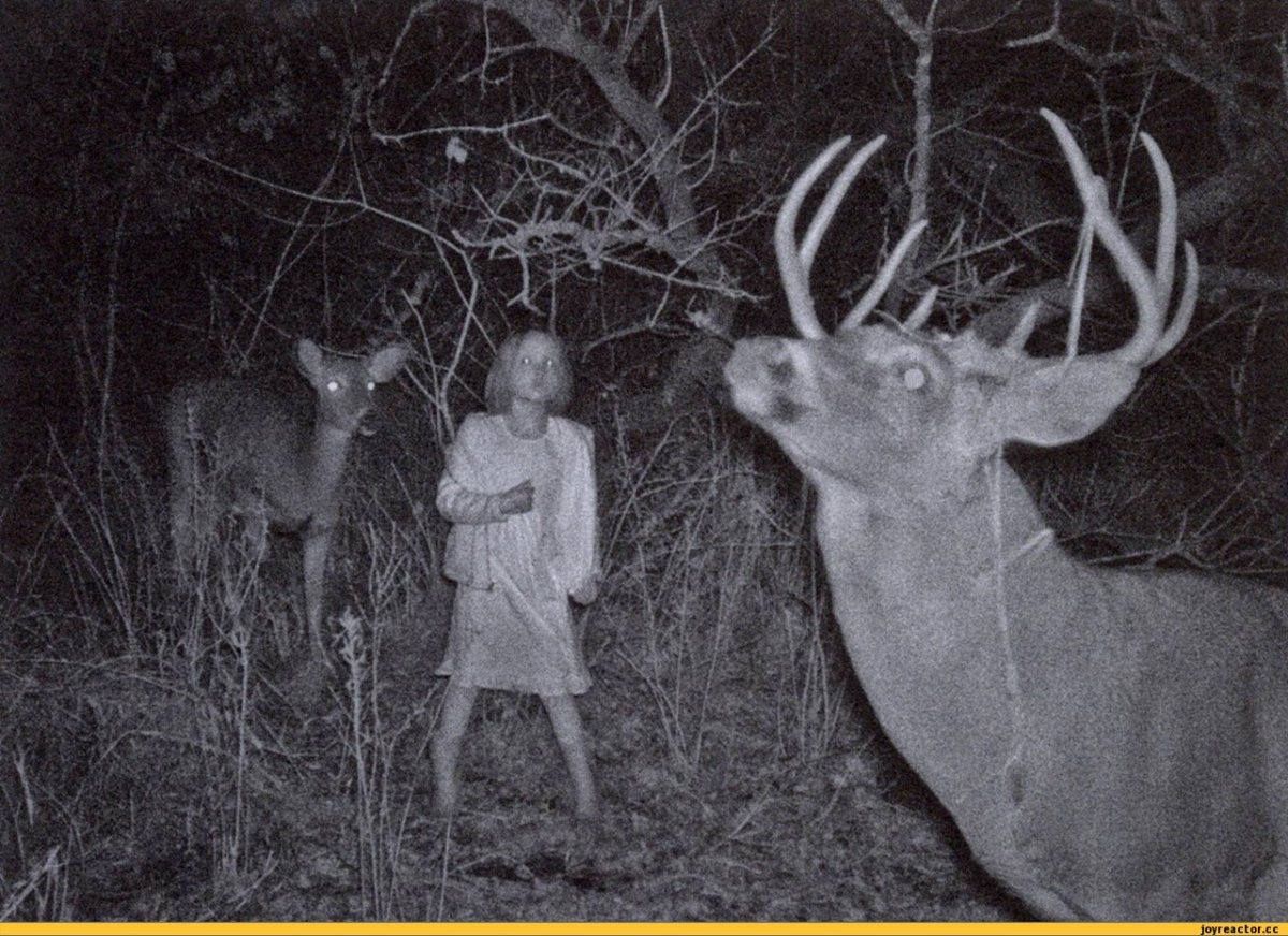 Страшные олени в лесу ночью