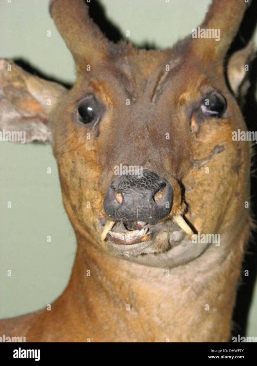 Упоротый олень