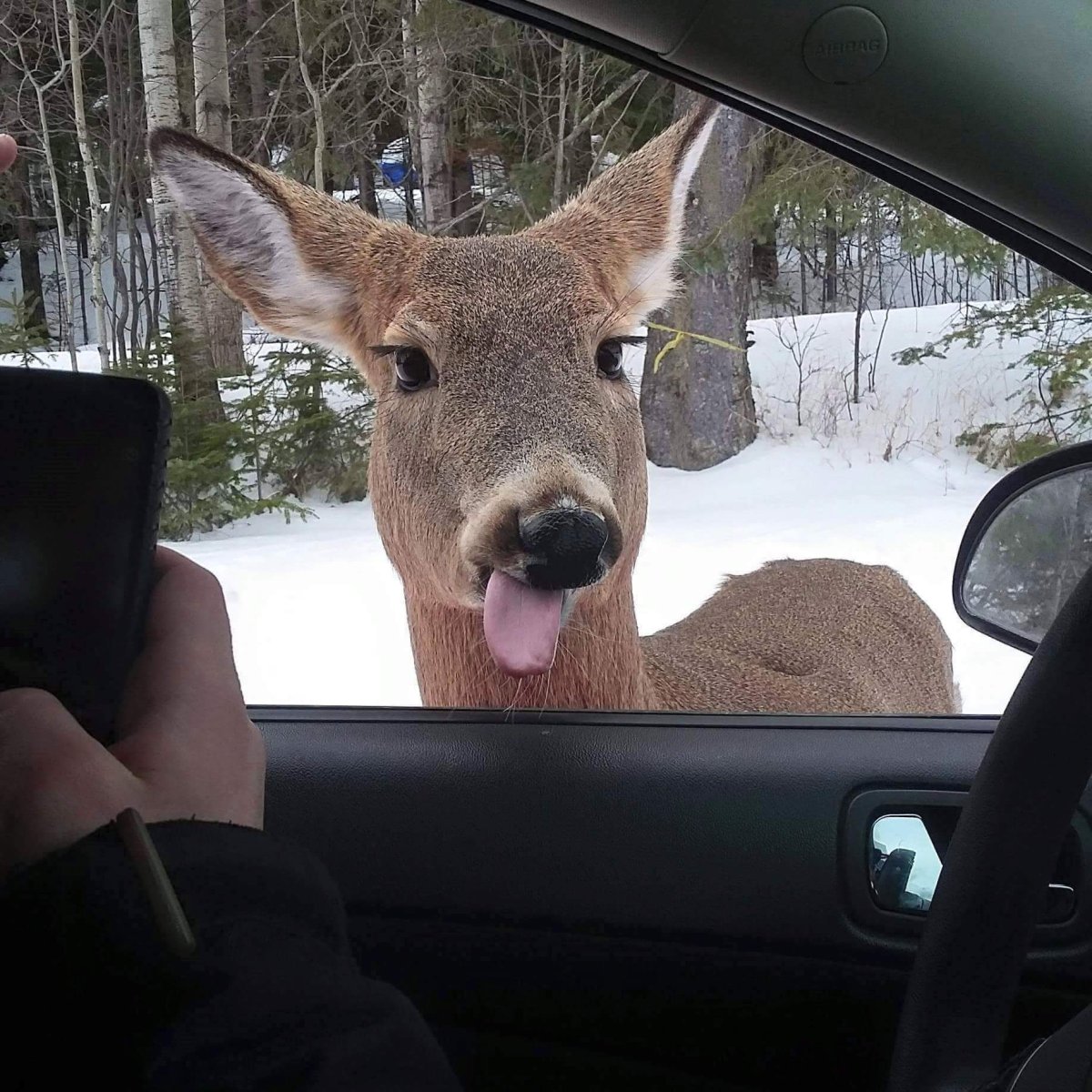 Тупой олень