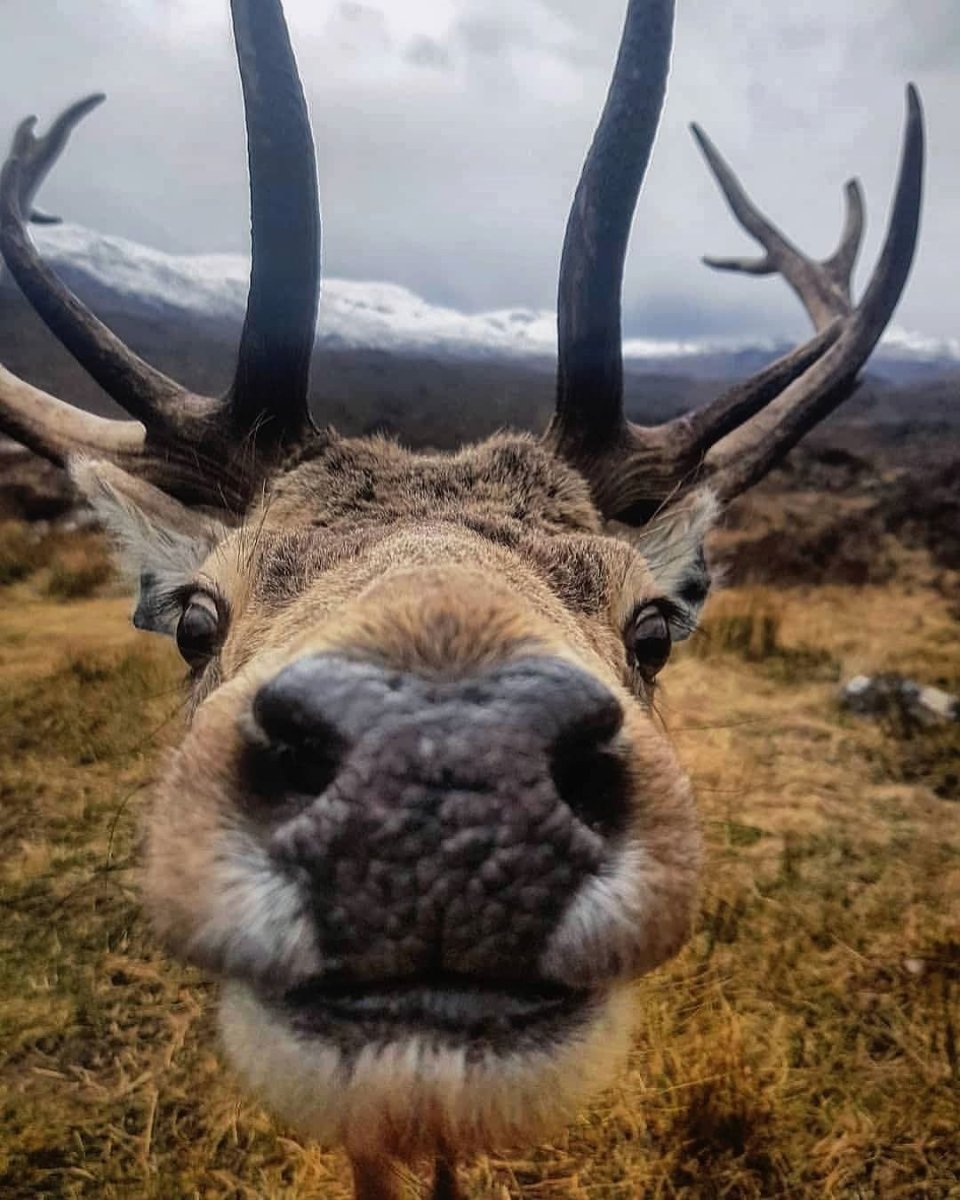 Северный олень морда