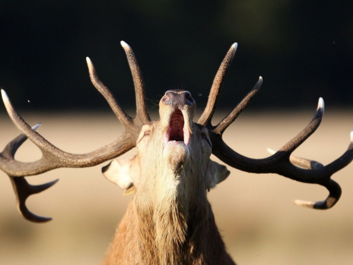 Рогатый олень