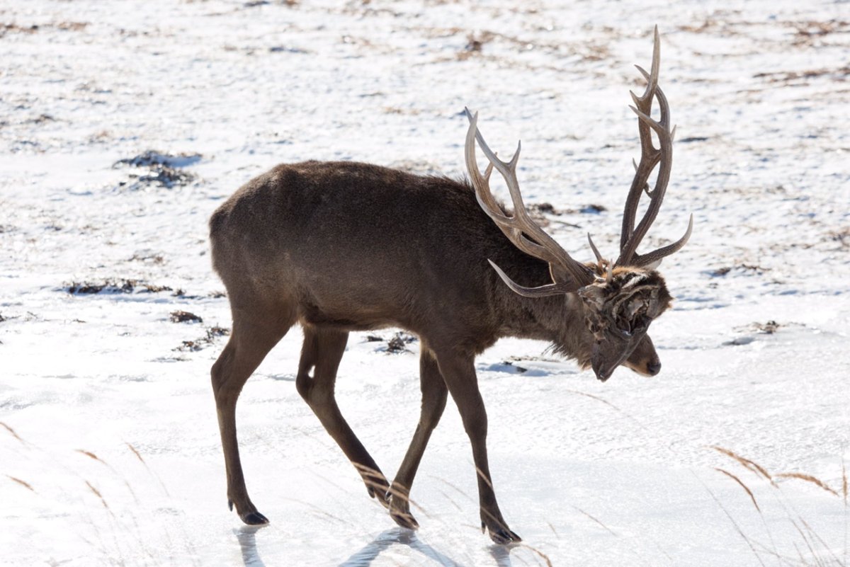 Олень с головой оленя на рогах