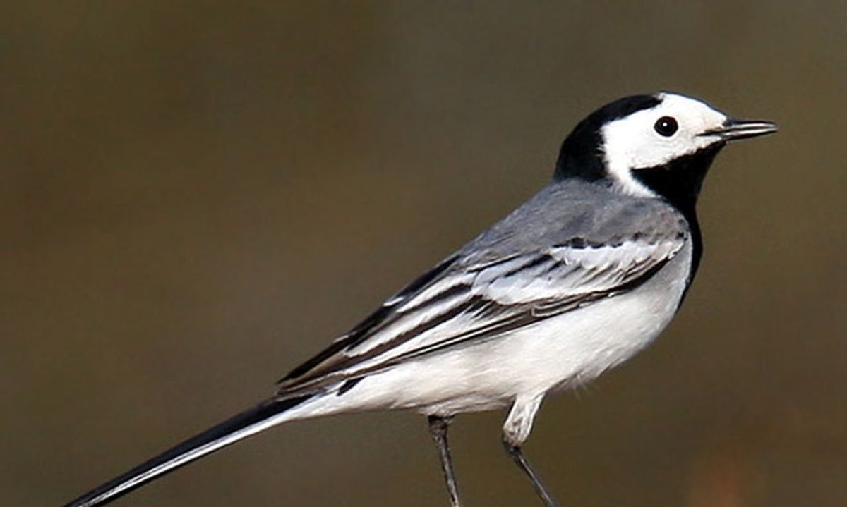 Серая трясогузка