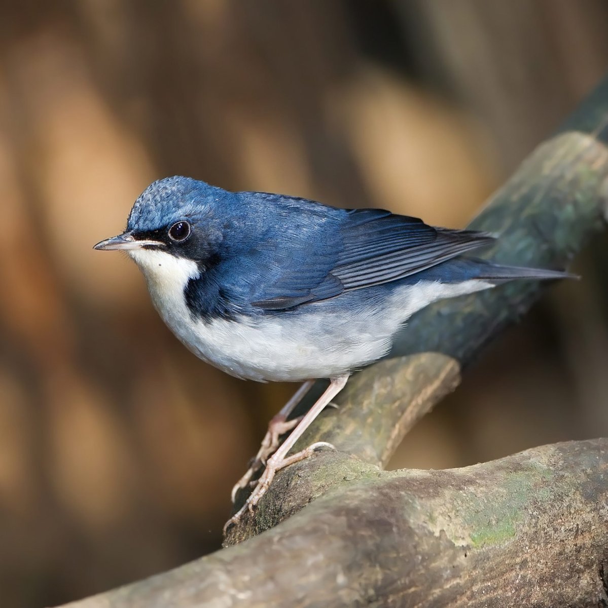 Баргузинский заповедник синехвостка