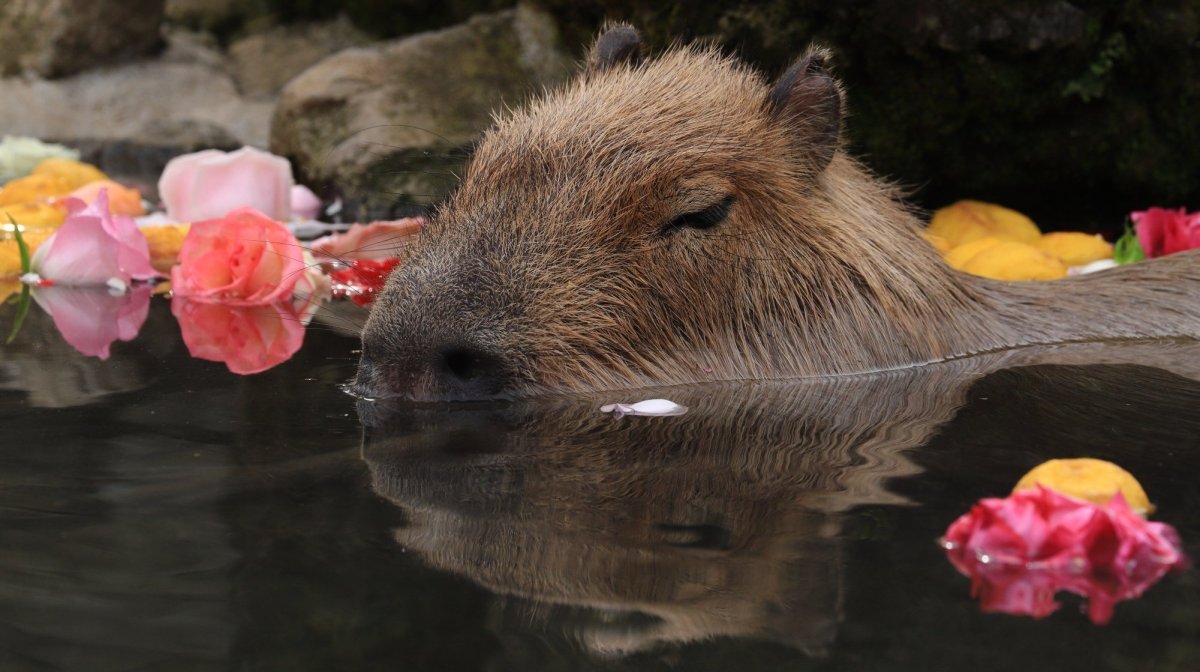 Капибара Эстетика