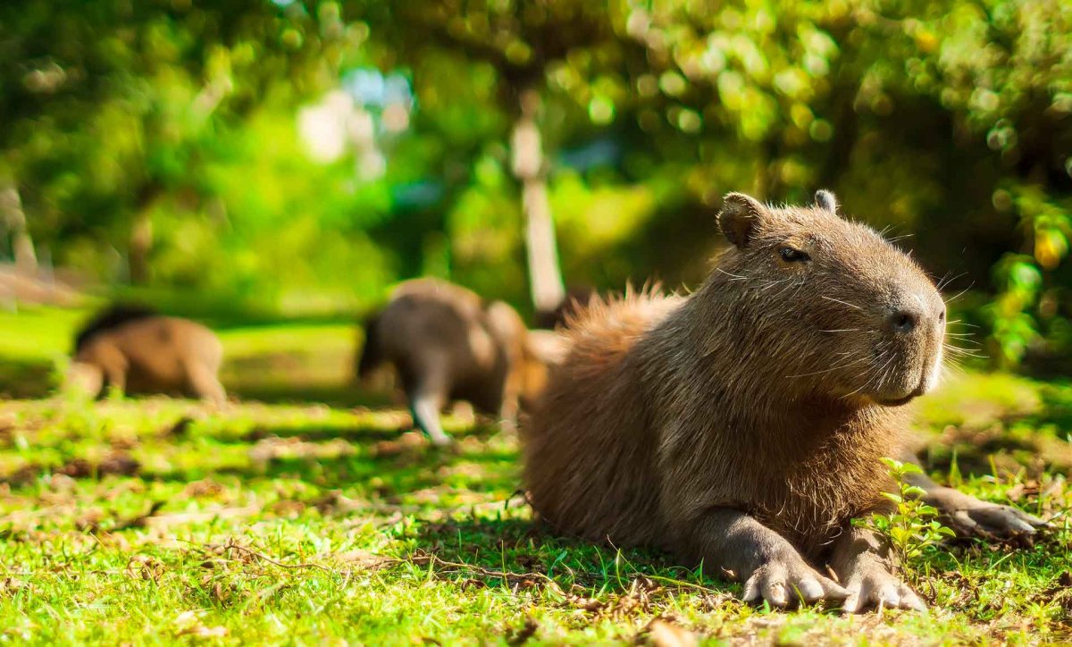 Капибара сельвы