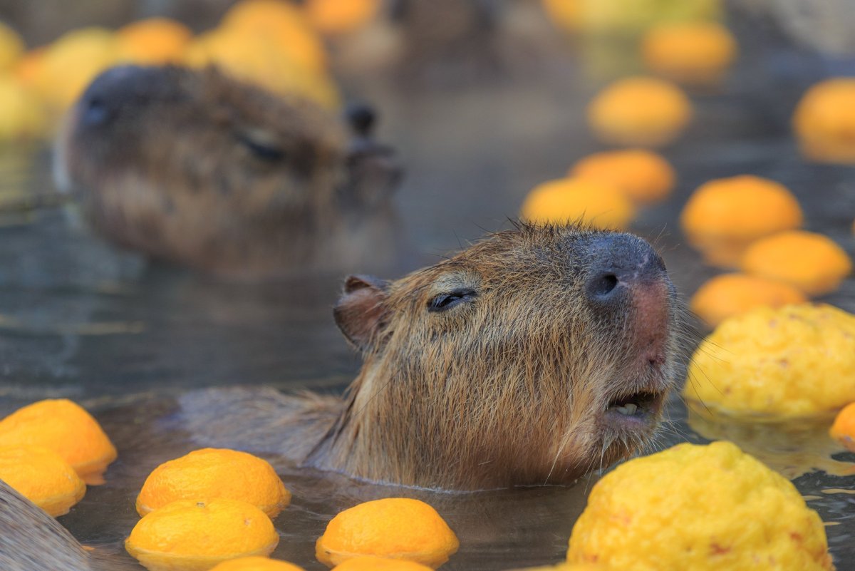 Капибара плавает