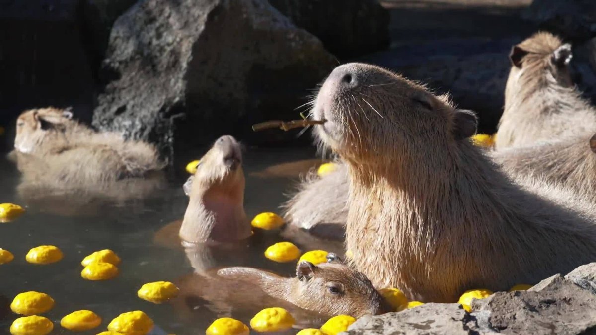 Капибара купается в апельсинах