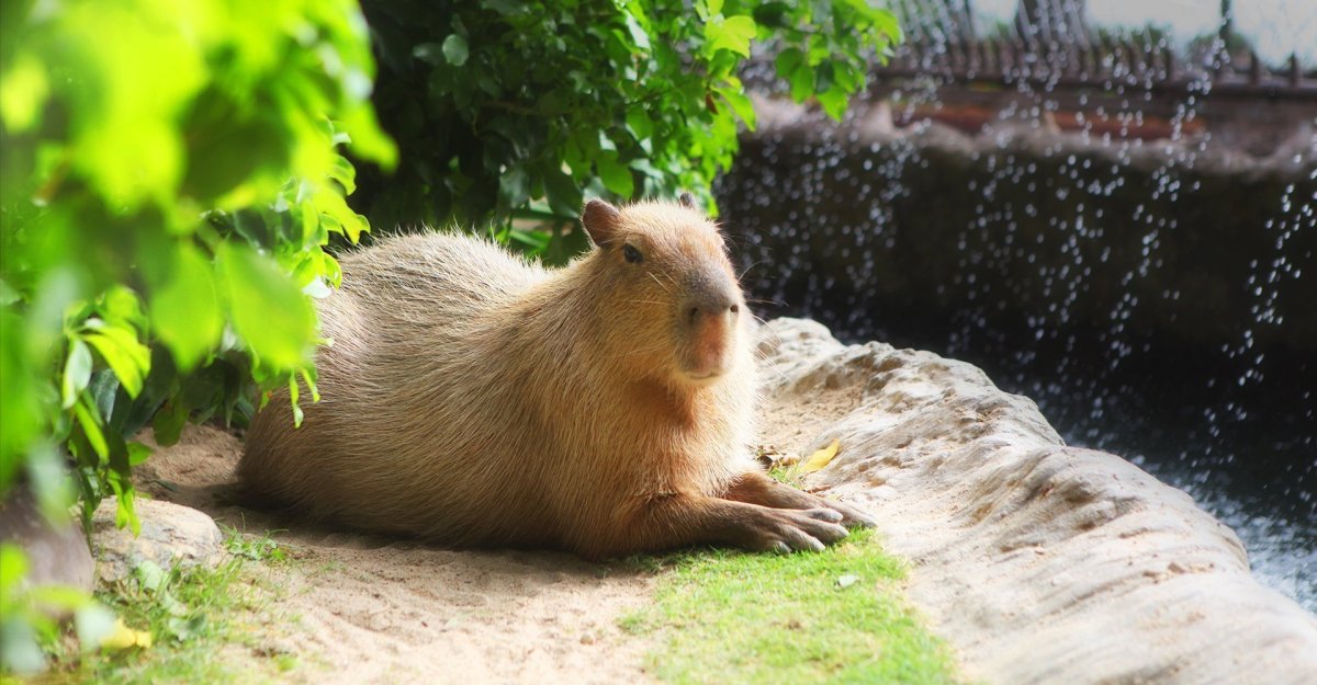 Солнечный капибара
