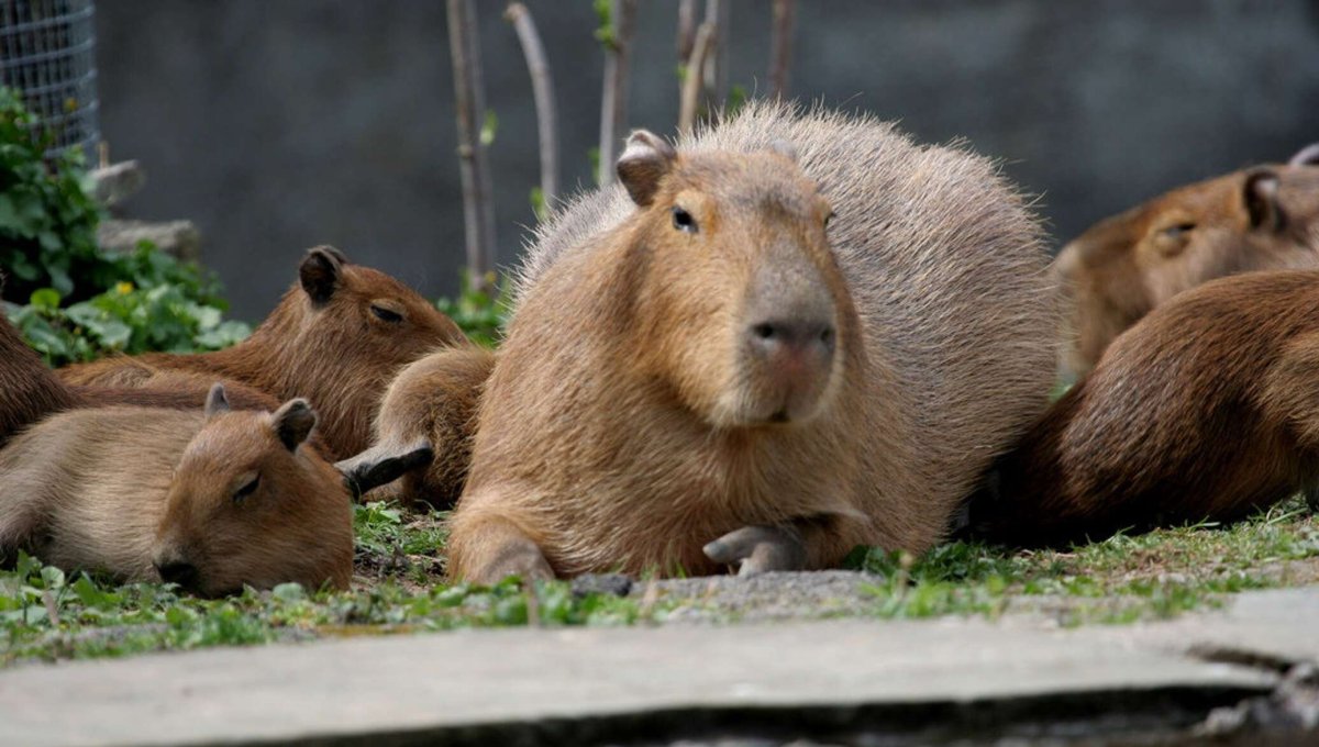 Капибара Великие Луки