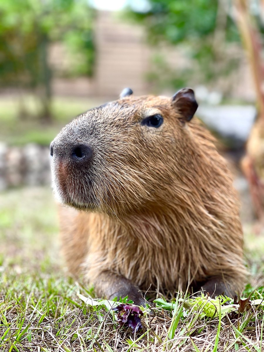 Скинни капибара