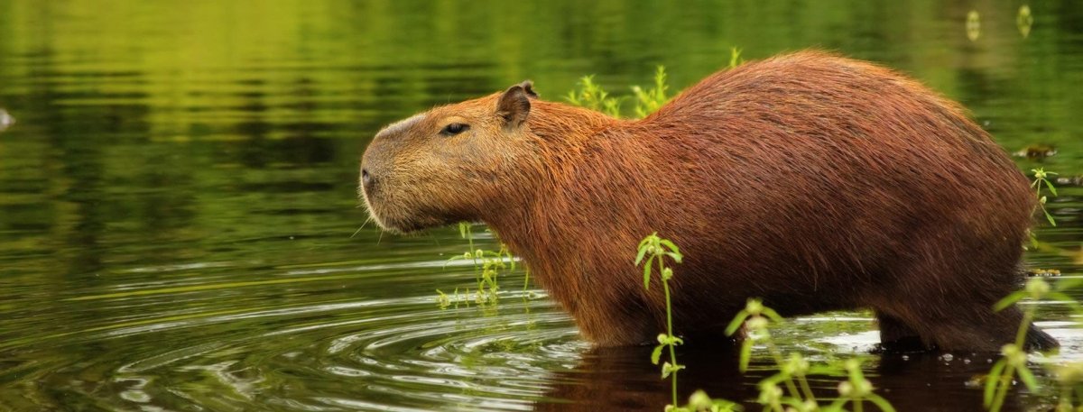 Водосвинка капибара Южной Америки