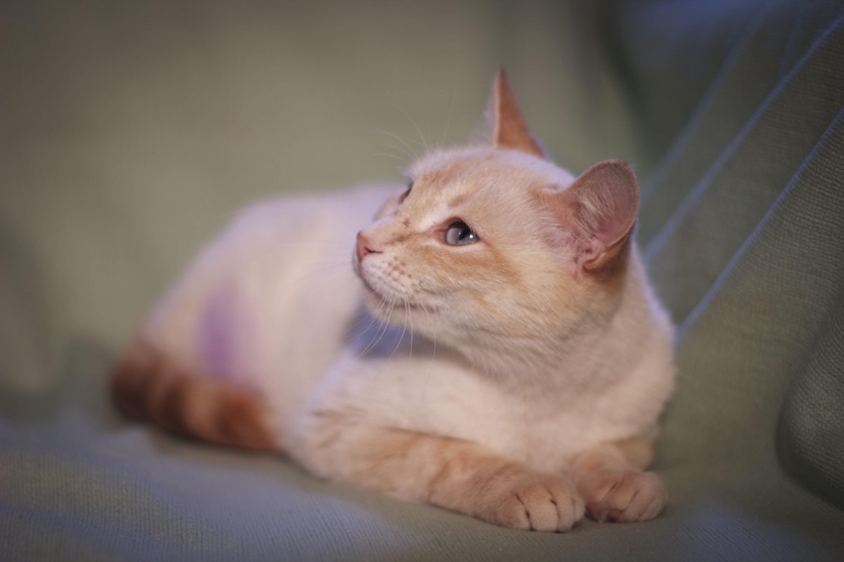 Тайская кошка крем Пойнт