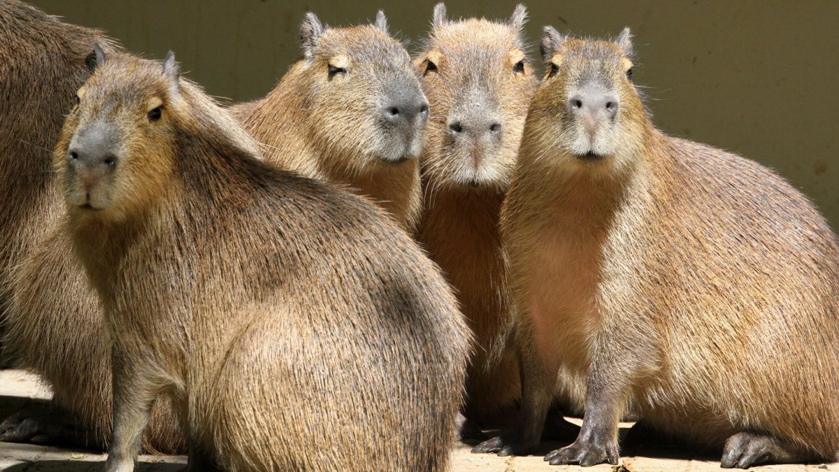 Карликовая капибара