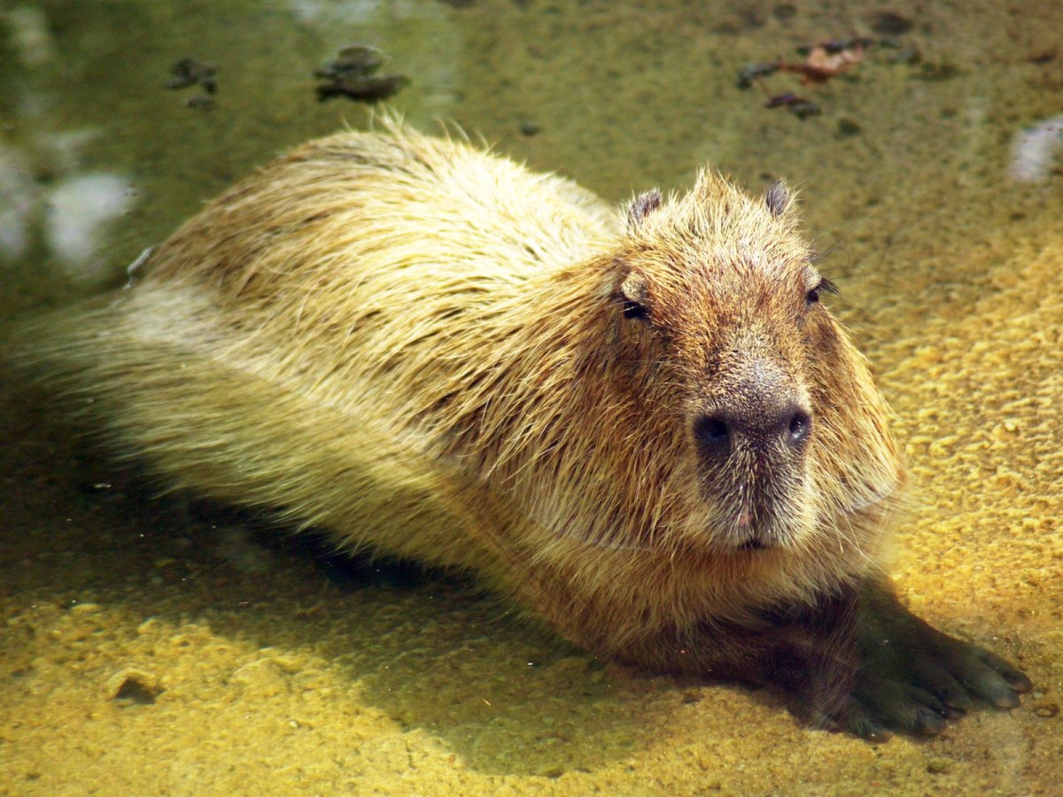 Капибара водопад