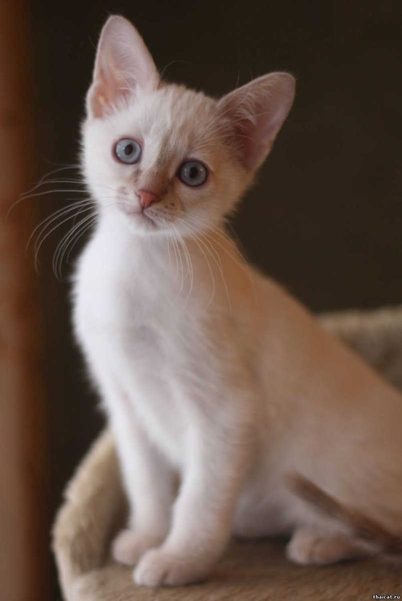 Тайский Сиам кот бело рыжий