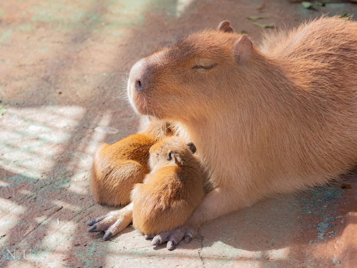 Капибараьна раслабоне