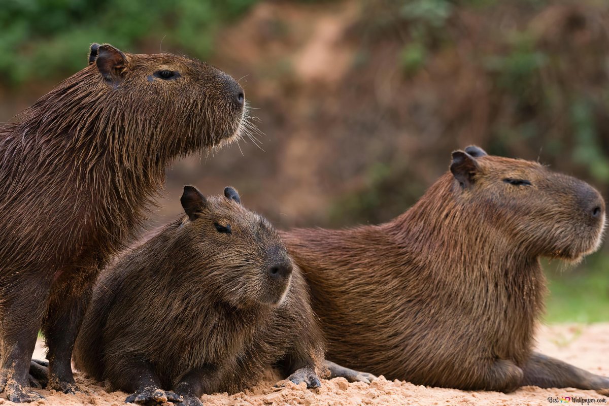 Капибара обои на телефон