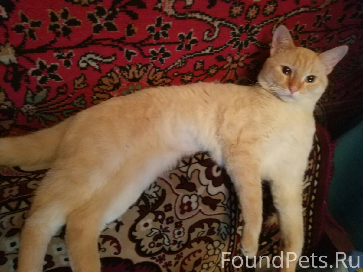 Тайский рыжий кот Екатеринбург