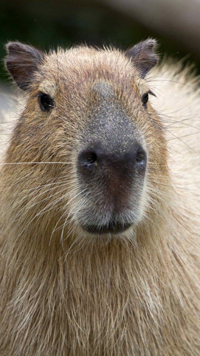 Капибара анфас