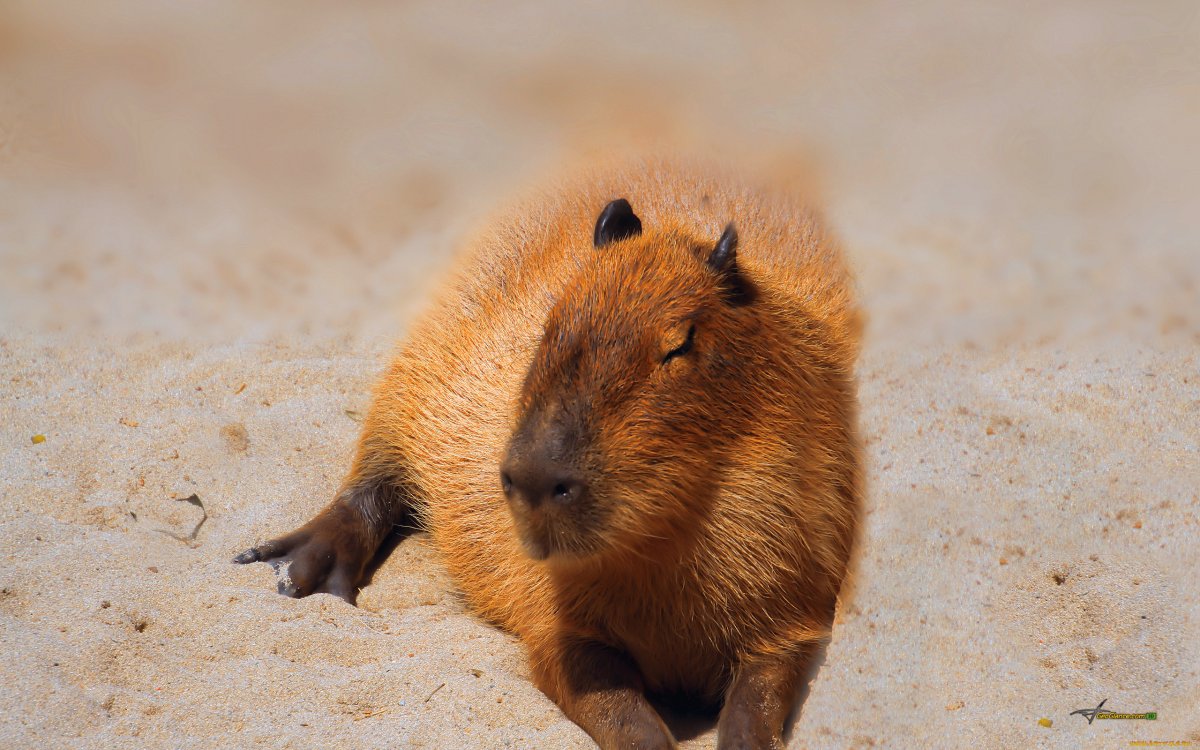 Капибара эндемик Северной Америки