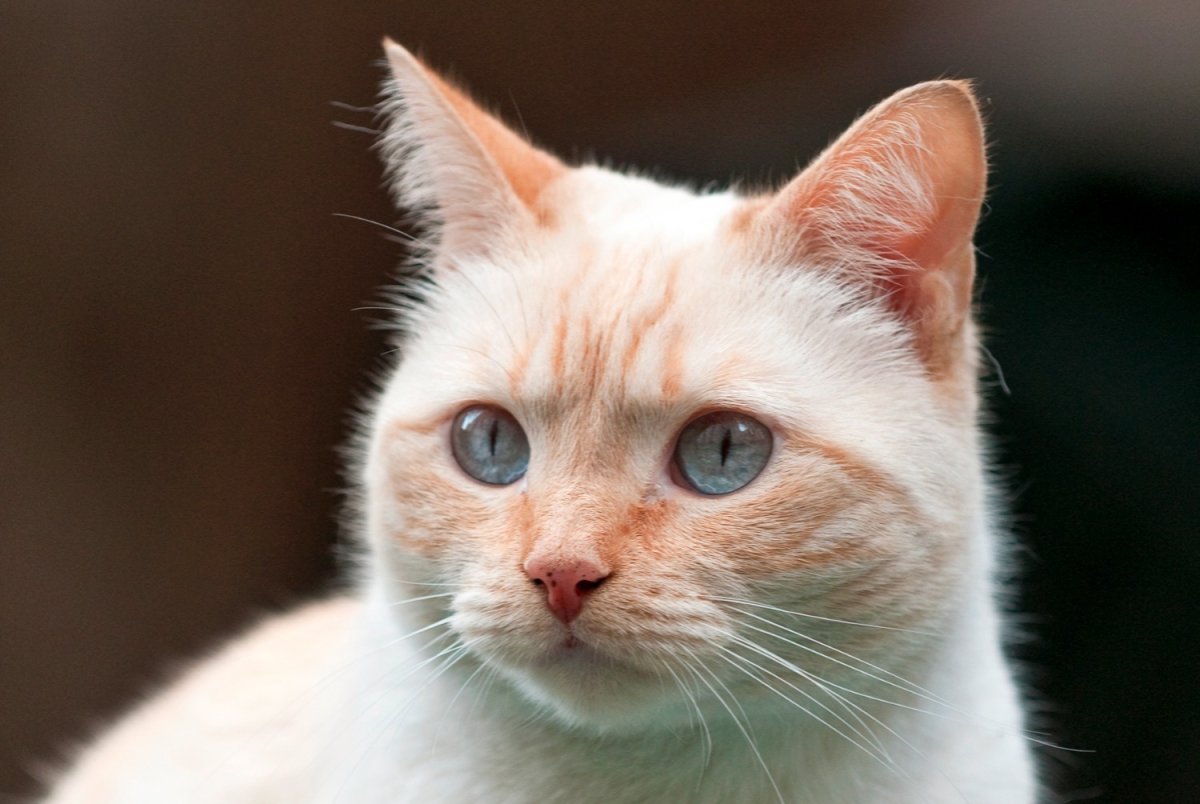 Тайский ред поинт