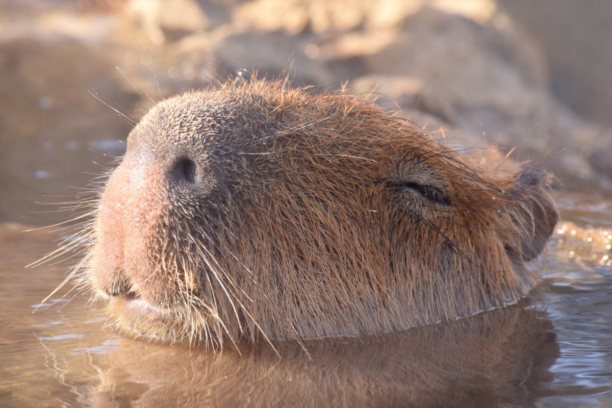 Лапки капибары
