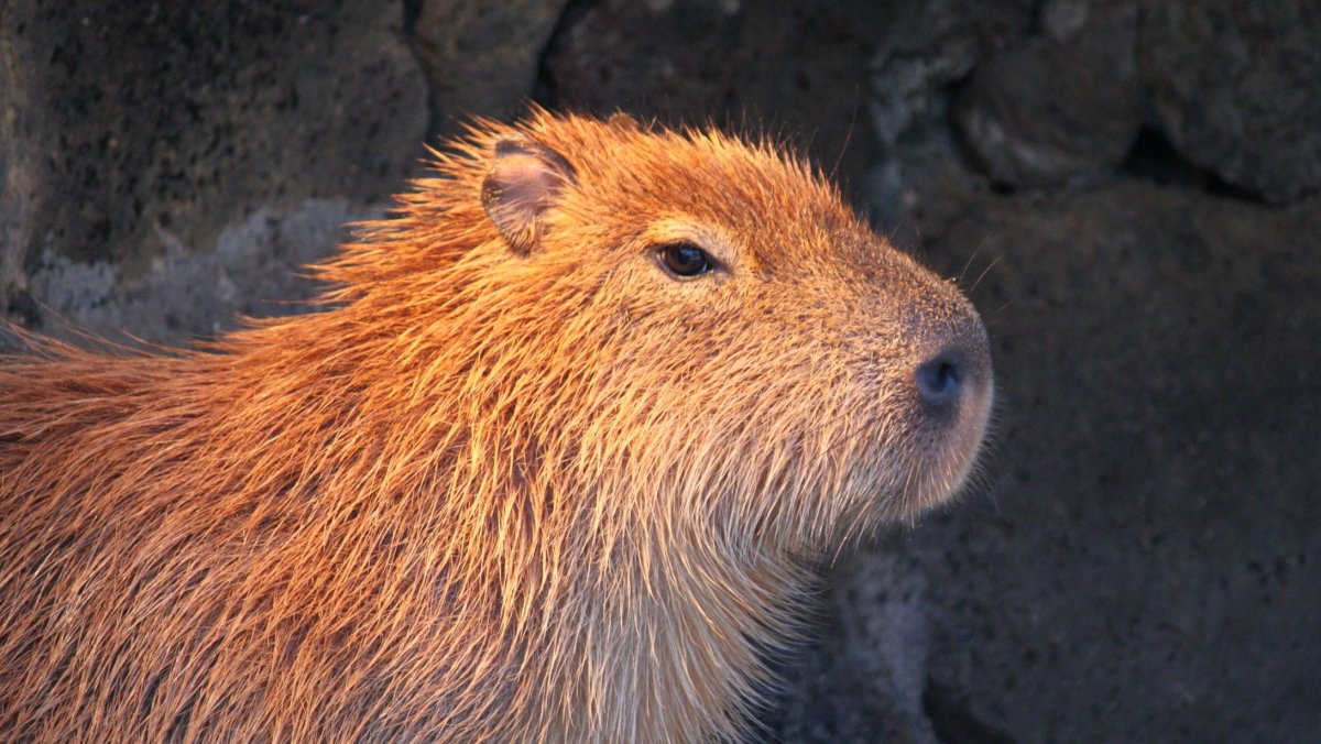 Капибара 1920