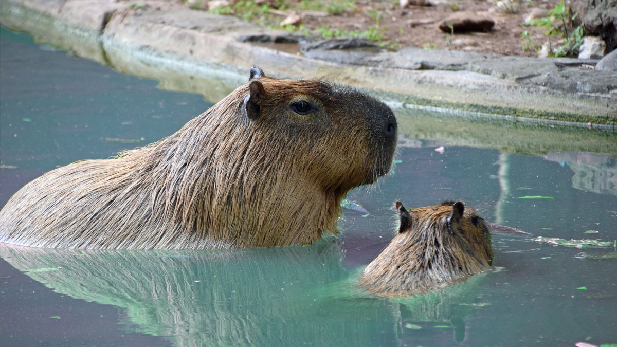 Водосвинка капибара Амазонка