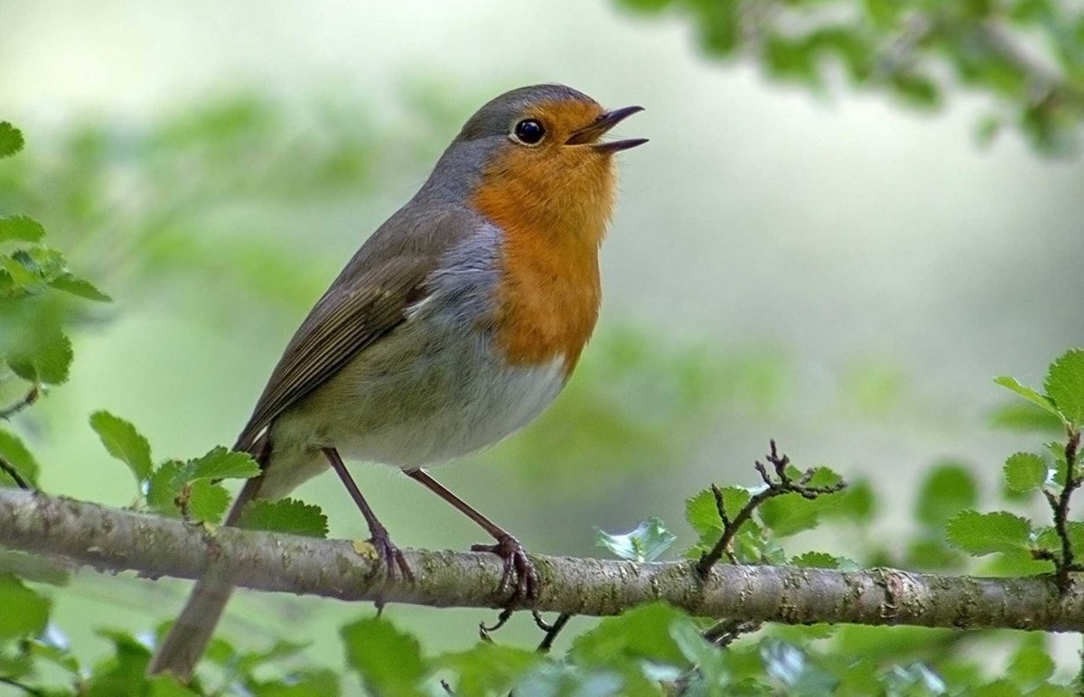 Зарянка Зорянка