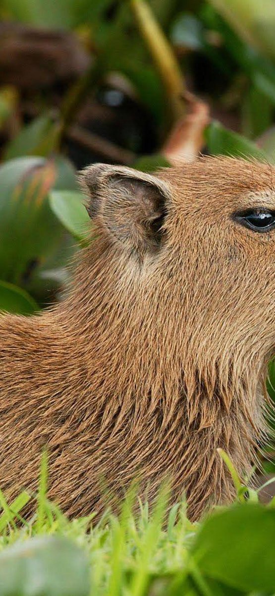 Карликовая капибара